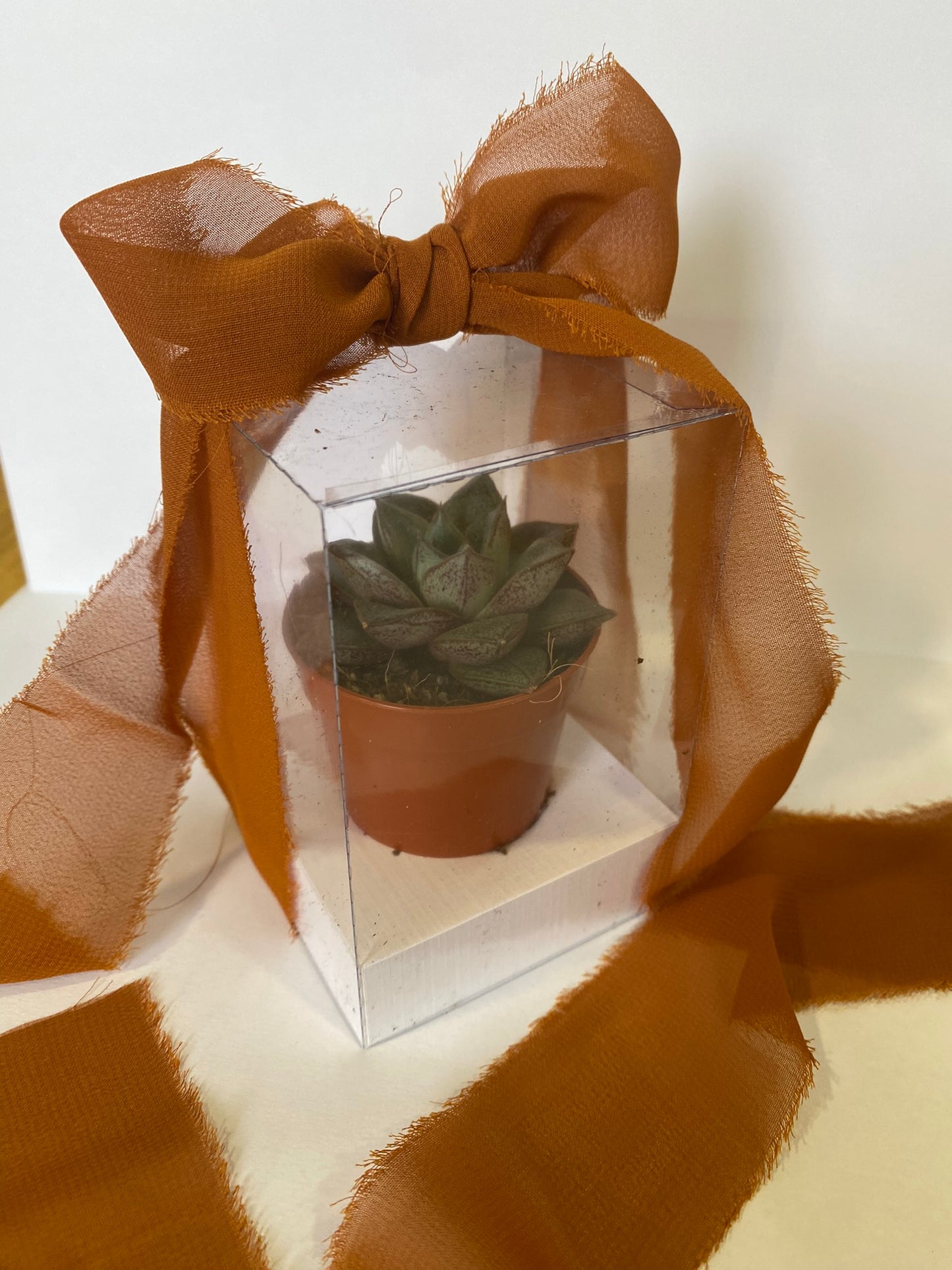 Vaso com suculenta