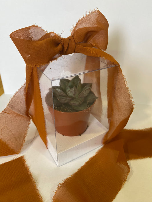Vaso com suculenta